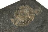 Dactylioceras Ammonite Cluster - Posidonia Shale, Germany #180381-1